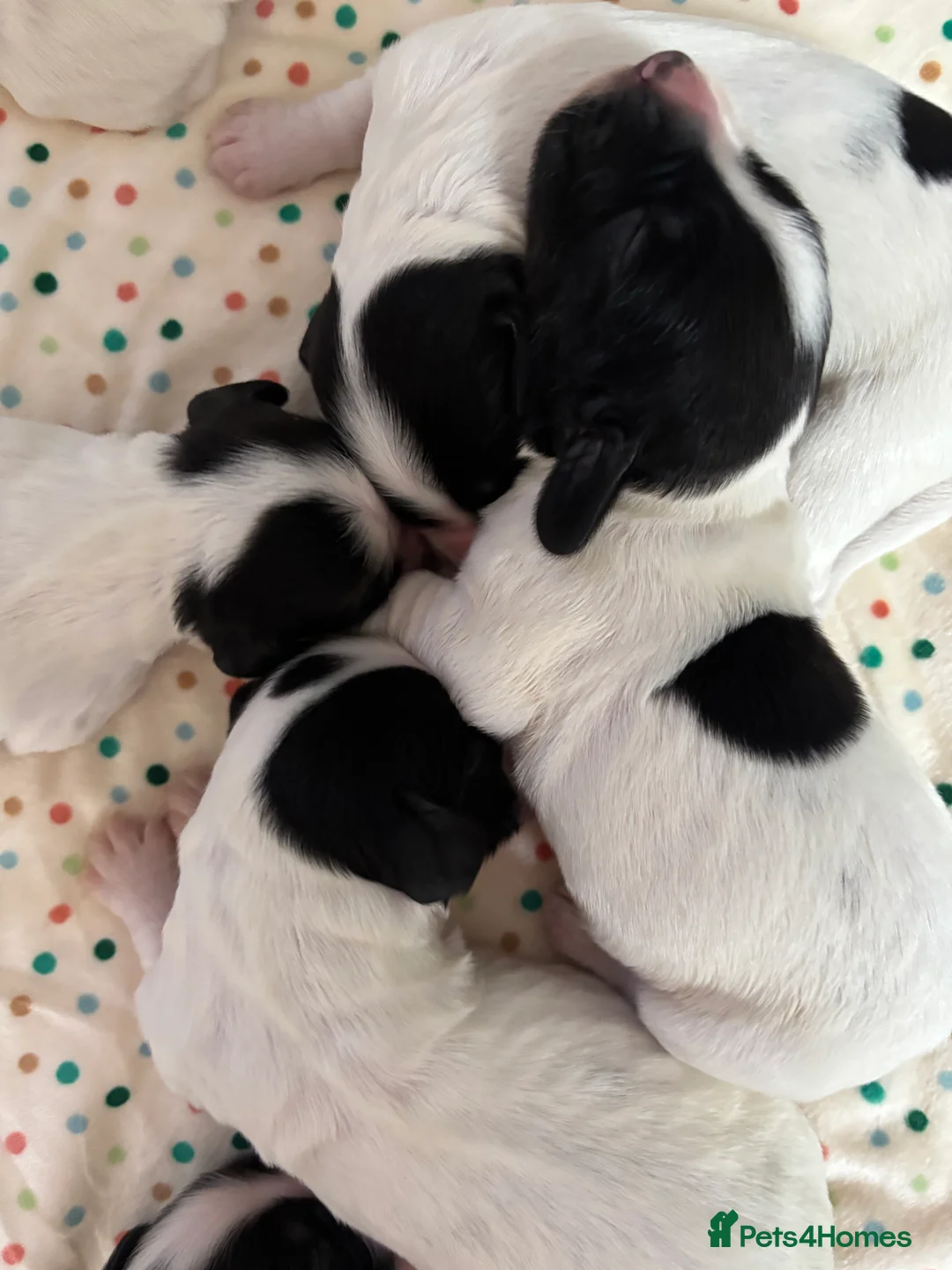 Cocker Spaniel dogs for sale: Working cocker spaniel puppies (White & Black) in Cardiff - Advert 9