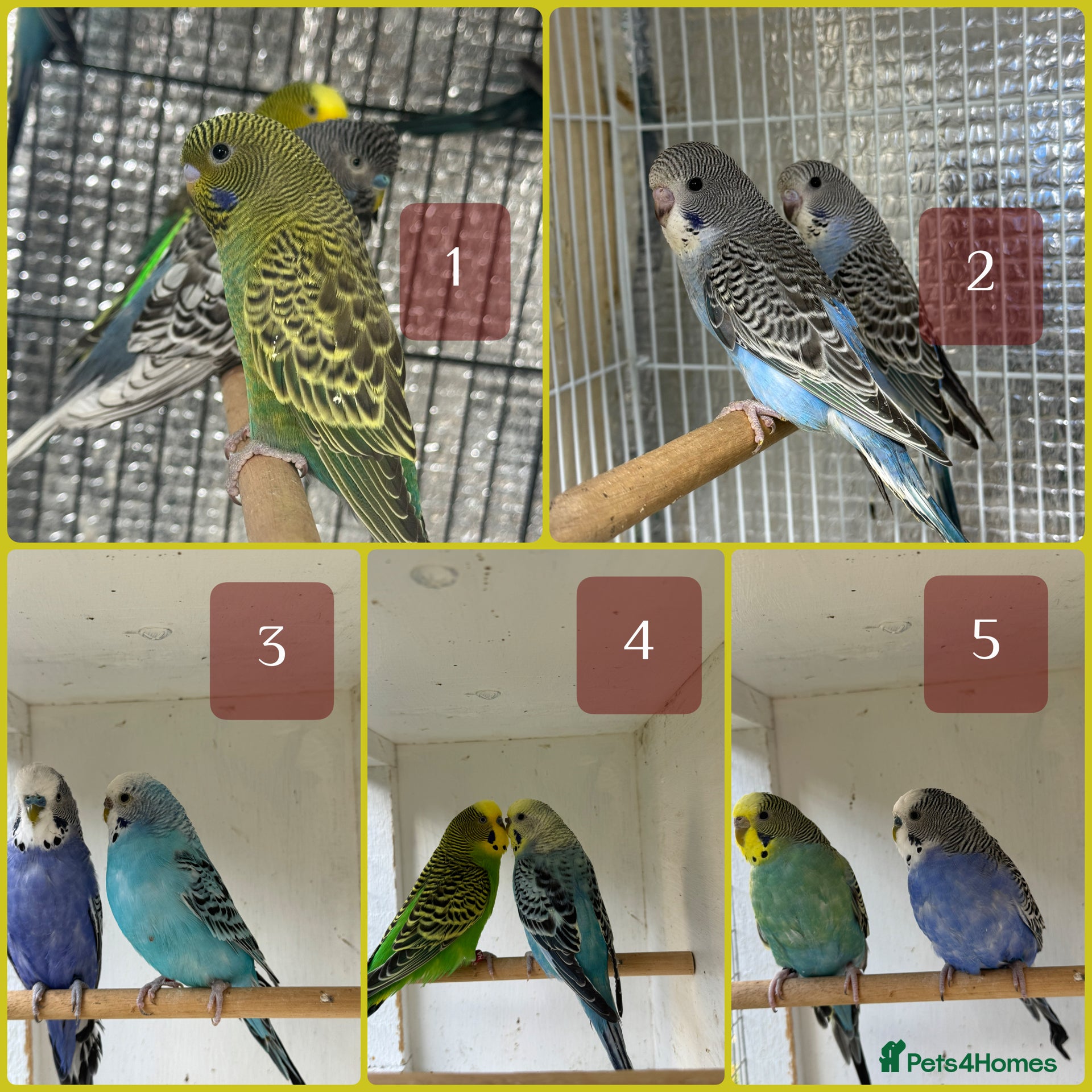 Budgerigars birds Double splits of bw/bf budgies  - Advert 1