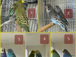 Budgerigars birds for sale: Double splits of bw/bf budgies - Advert 1