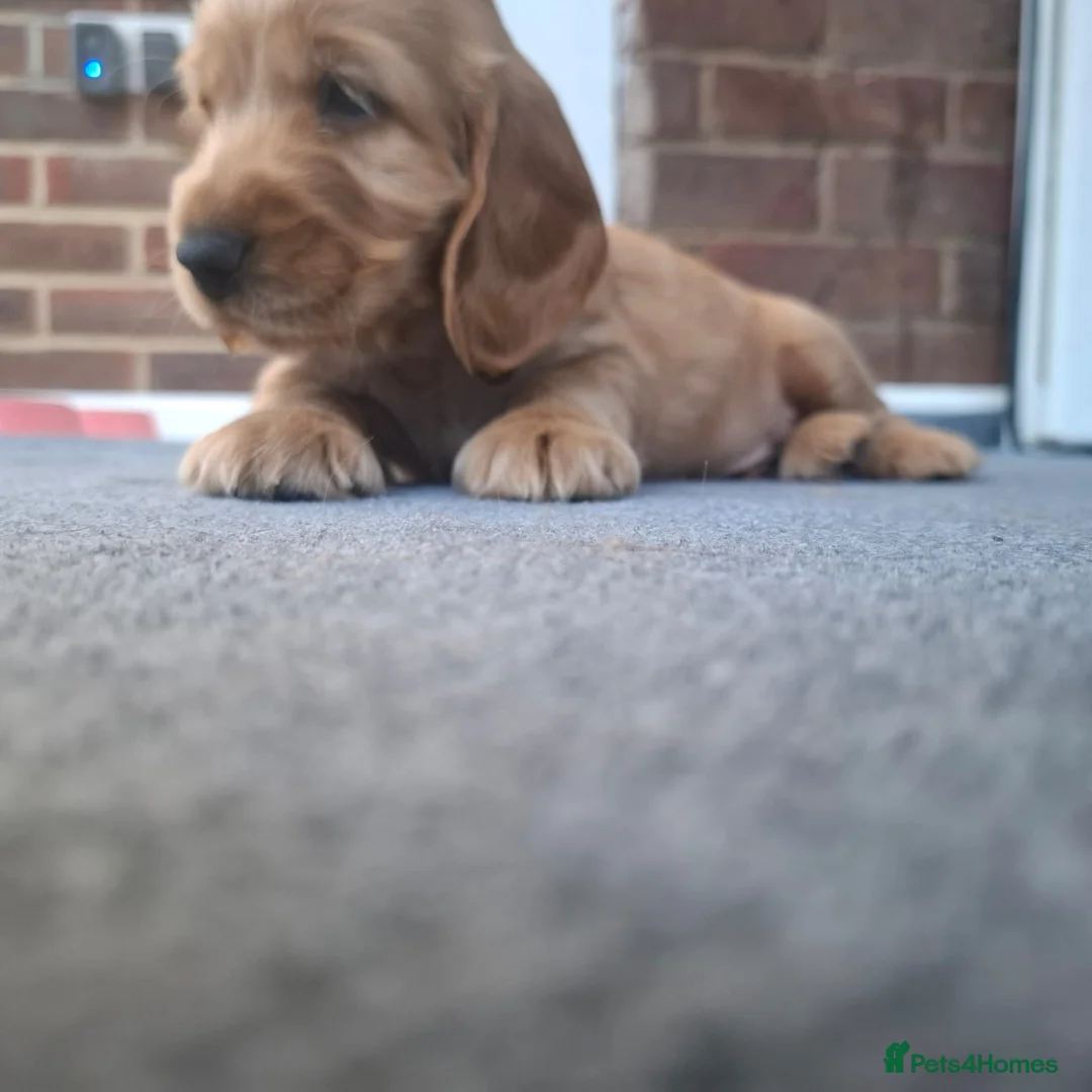 Cocker Spaniel dogs for sale: Adorable show type cocker spaniel puppies  - Advert 2