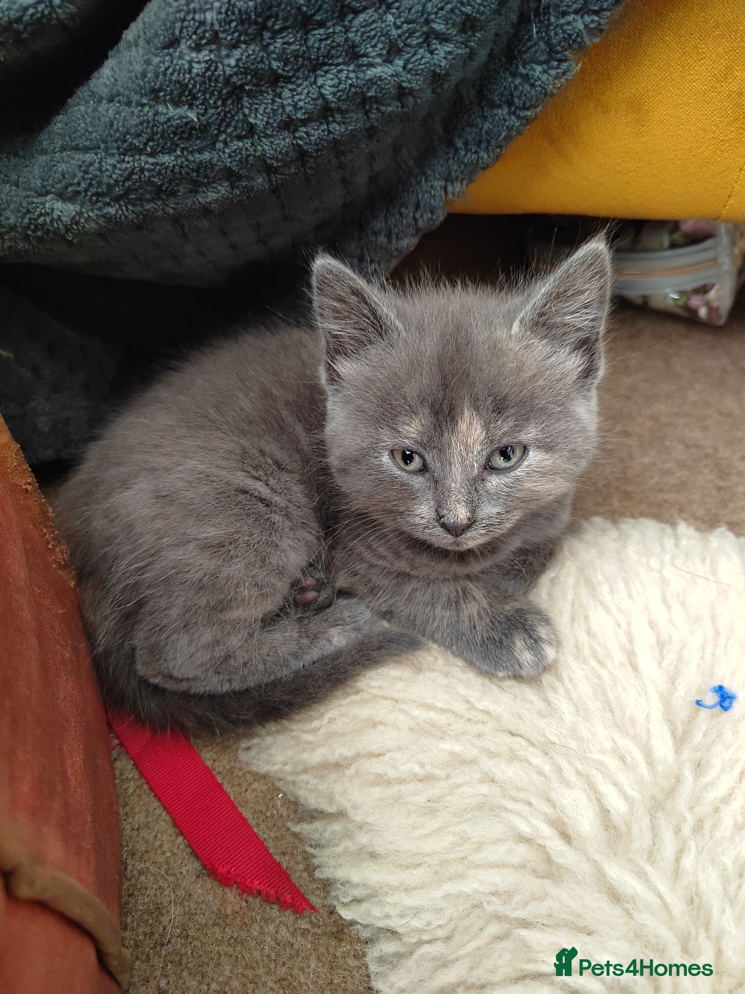 Mixed Breed cats for sale: Beautiful grey, tortoiseshell, black kittens in Wakefield - Advert 12