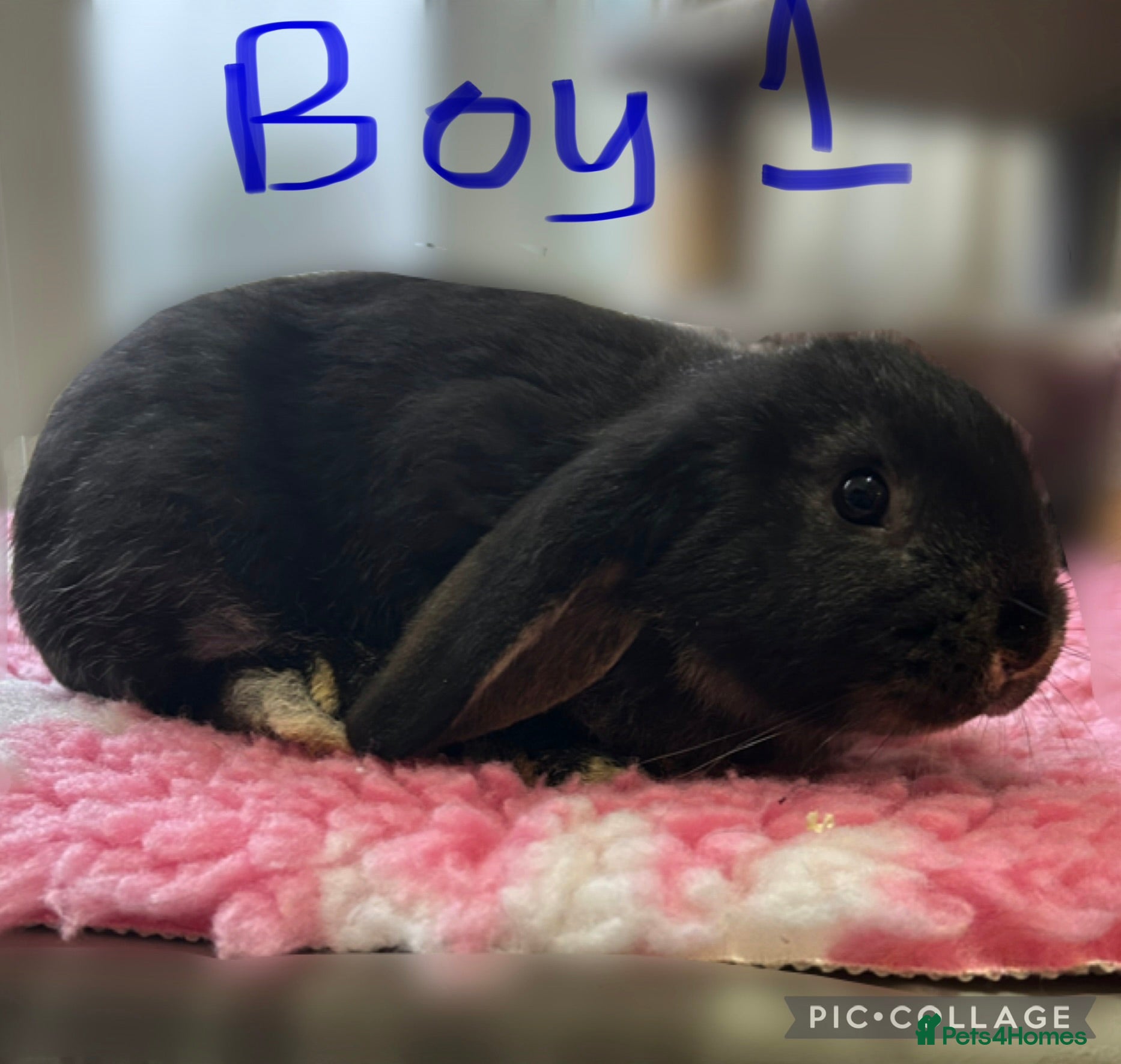 French Lop rabbits READY NOW Mini French Lop Babies  - Advert 6