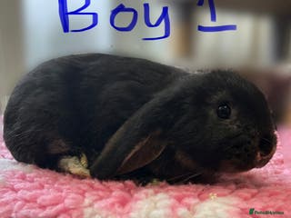 French Lop rabbits LAST ONE … Mini French Lop Baby Boy READY NOW - Advert 5
