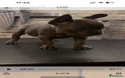 French Bulldog dogs for sale: French bulldogs puppies  - Image 17