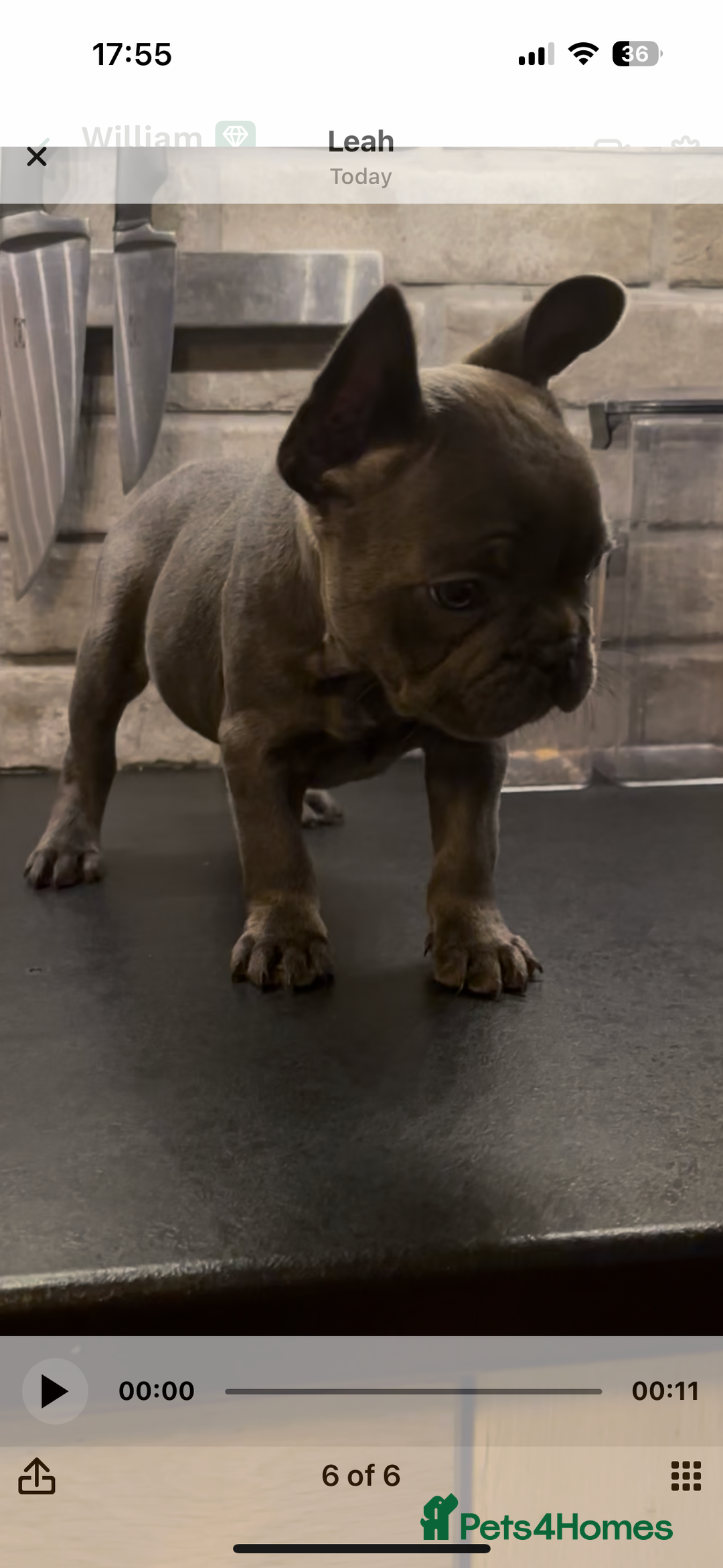 French Bulldog dogs for sale: French bulldogs puppies  - Image 17