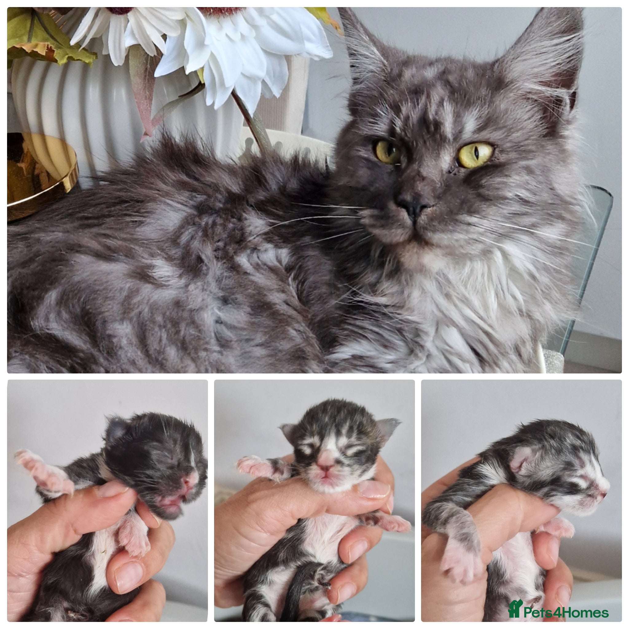 Maine Coon cats for sale: Pedigree large mainecoon kittens  - Advert 2