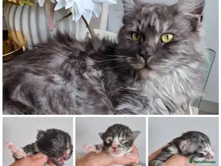 Maine Coon cats for sale: Pedigree large mainecoon kittens - Advert 2