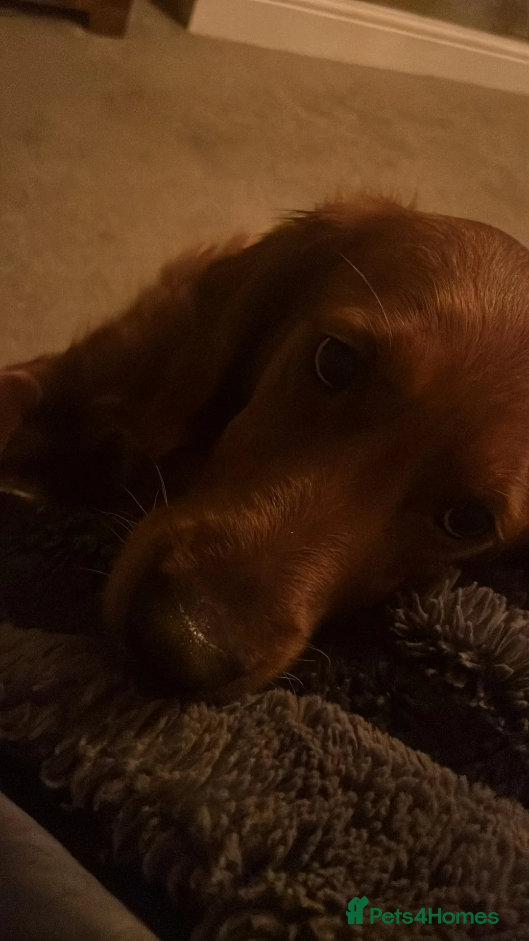 Golden Retriever dogs for sale: Low inbreeding coefficient puppies due soon  - Advert 15