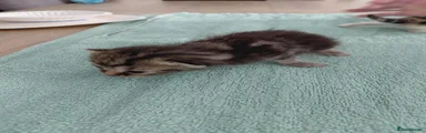 Male tabby