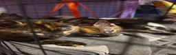 Mixed Breed cats for sale: Beautiful kittens  - Advert 27