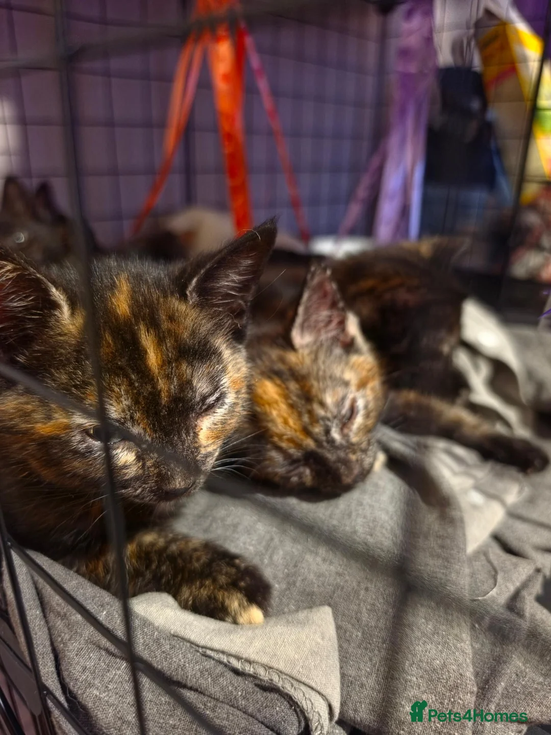 Mixed Breed cats for sale: Beautiful kittens  - Advert 27