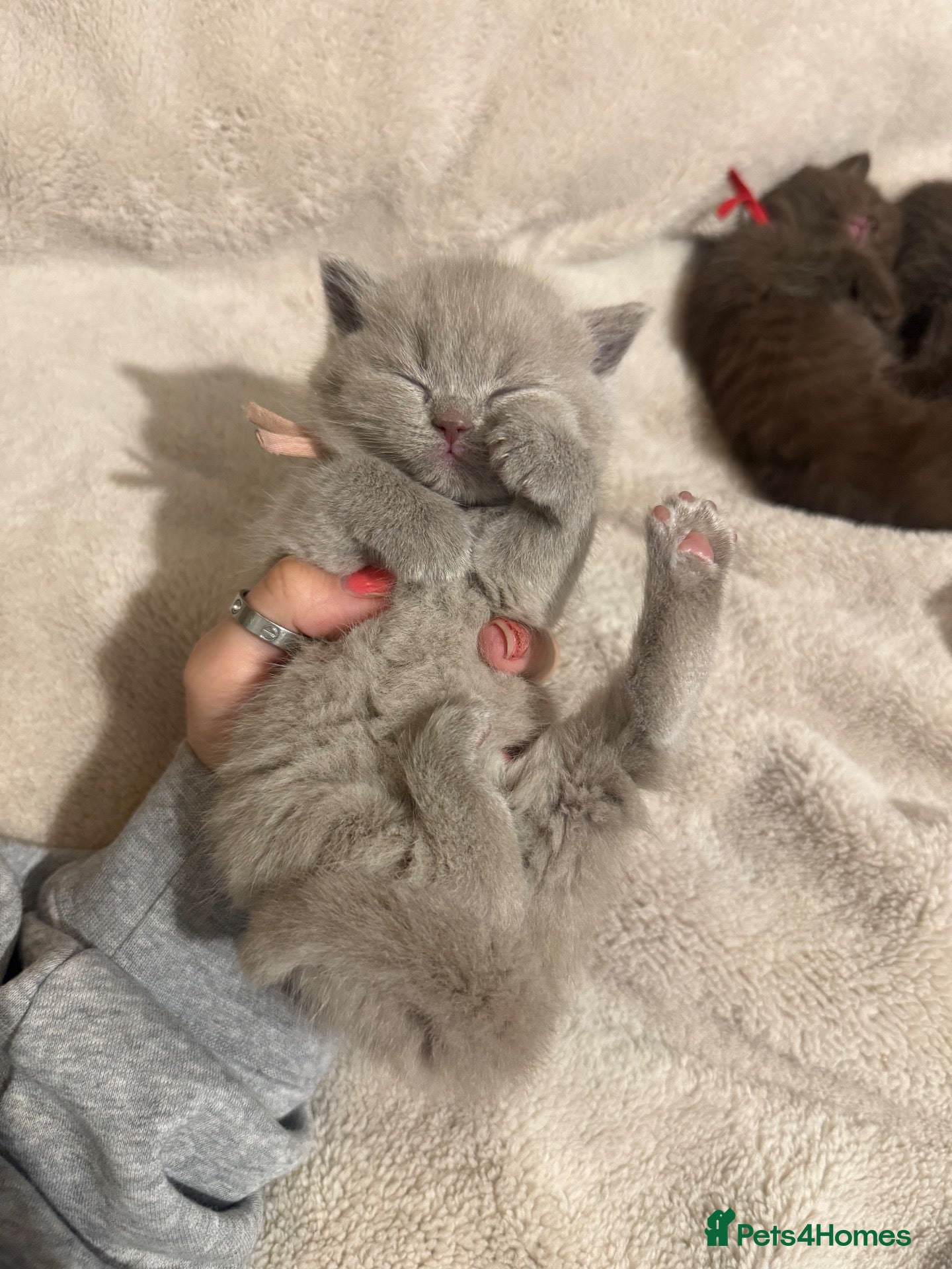 British Shorthair cats for sale: Grand Champion Line British Shorthair Kittens - Advert 2