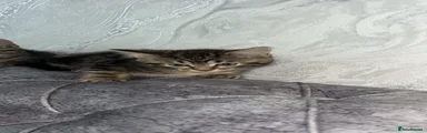 Adorable tabby M 