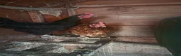 Chickens poultry for sale: 9 chickens for sale £10 each  - Advert 6