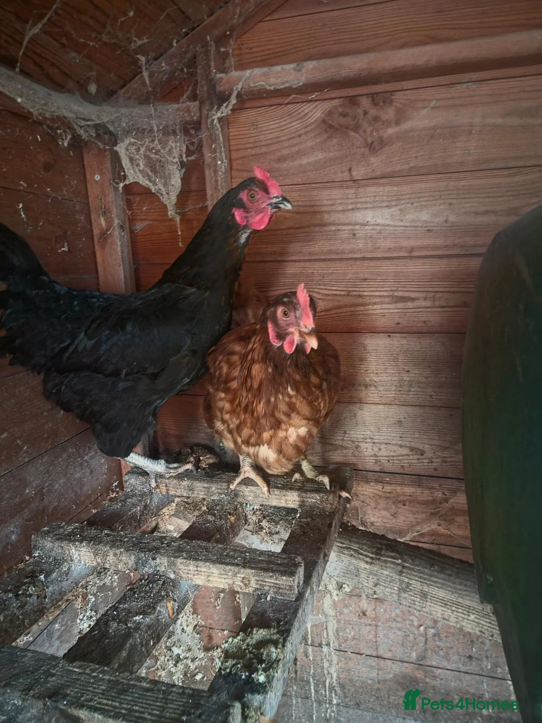 Chickens poultry for sale: 9 chickens for sale £10 each  - Advert 6