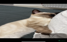 Siamese cats for sale: Cuddly Siamese cat for sale  - Image 6