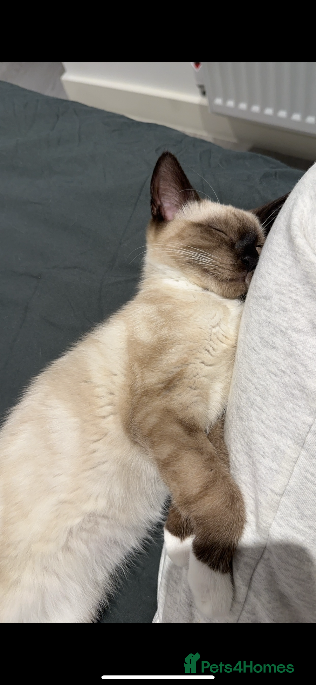 Siamese cats for sale: Cuddly Siamese cat for sale  - Image 6