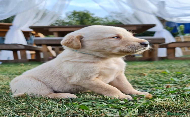 Labrador Retriever dogs - Advert 6