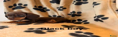 Black Boy