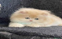 British Longhair cats for sale: British longhair kitten CY12 unique lilac color - Image 2