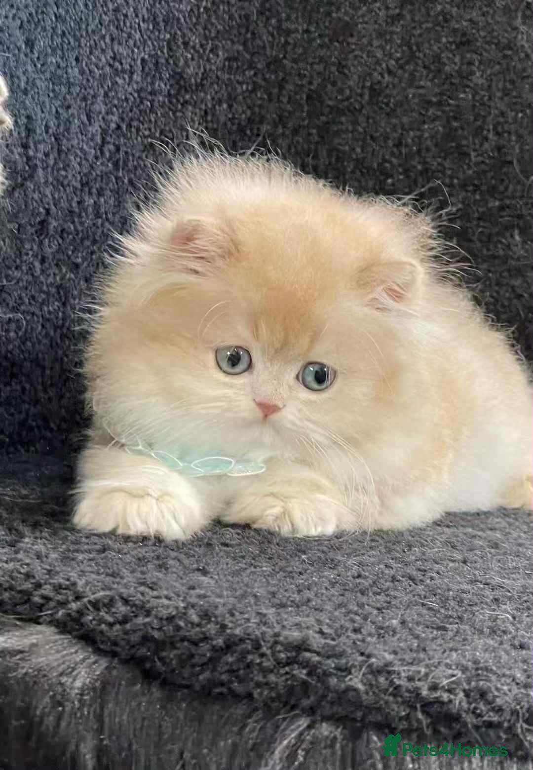 British Longhair cats for sale: British longhair kitten CY12 unique lilac color - Image 2