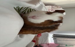 Guinea Pig rodents for sale: Guinea pigs  - Image 1