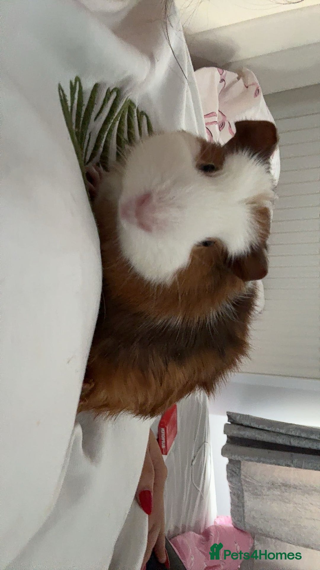 Guinea Pig rodents for sale: Guinea pigs  - Image 1