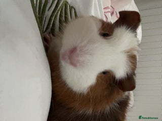 Guinea Pig rodents - Advert 19
