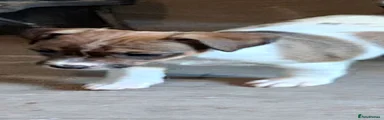 Jack Russell 3