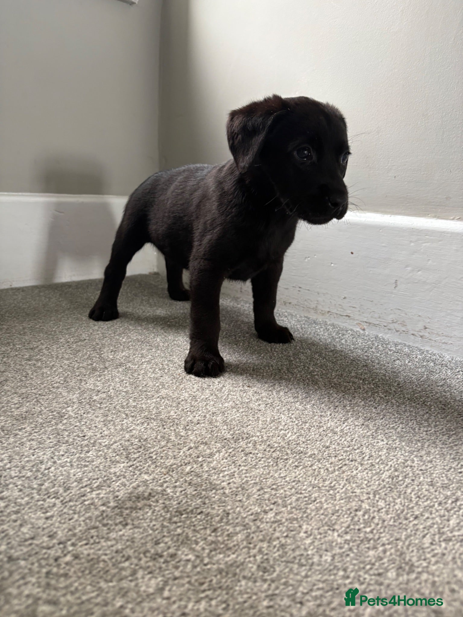 Labrador Retriever dogs  Fox red  Labrador puppys   available - Advert 11