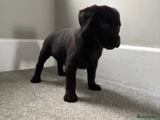 Labrador Retriever dogs Fox red Labrador puppys available - Advert 1