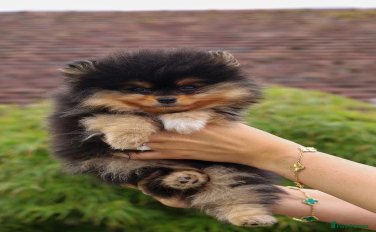 Pomeranian dogs - Advert 11