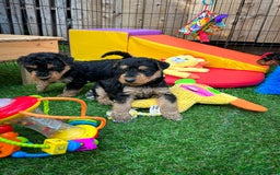 Airedale Terrier dogs for sale: ⭐️⭐️FAMILY REARED KC AIREDALE PUPS⭐️⭐️ - Image 2