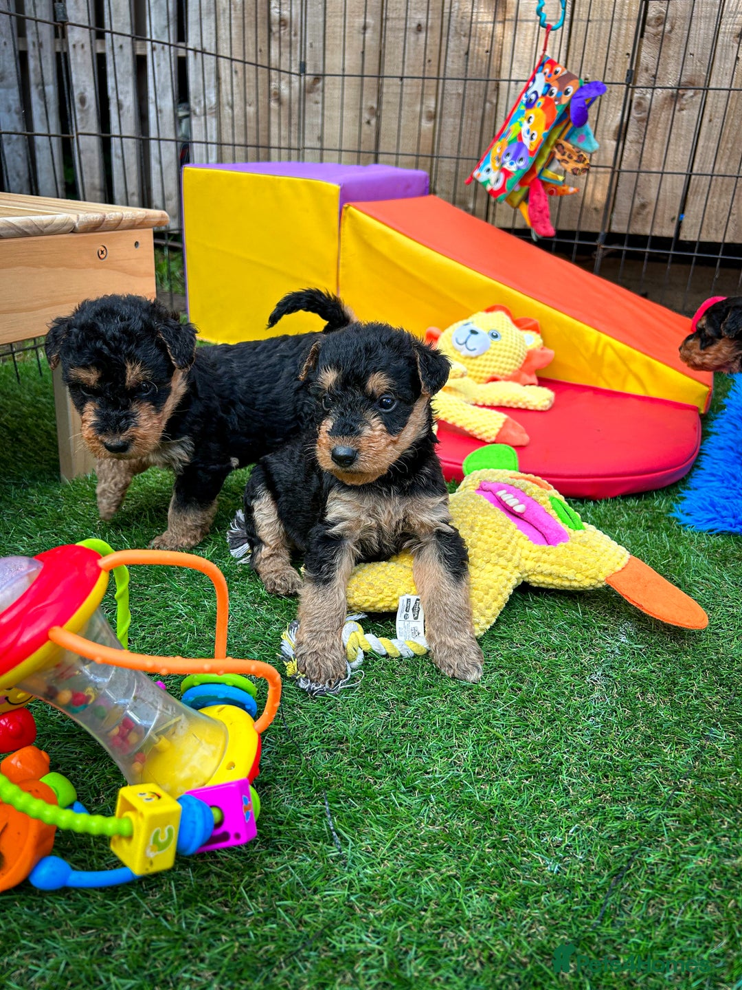 Airedale Terrier dogs for sale: ⭐️⭐️FAMILY REARED KC AIREDALE PUPS⭐️⭐️ - Image 2