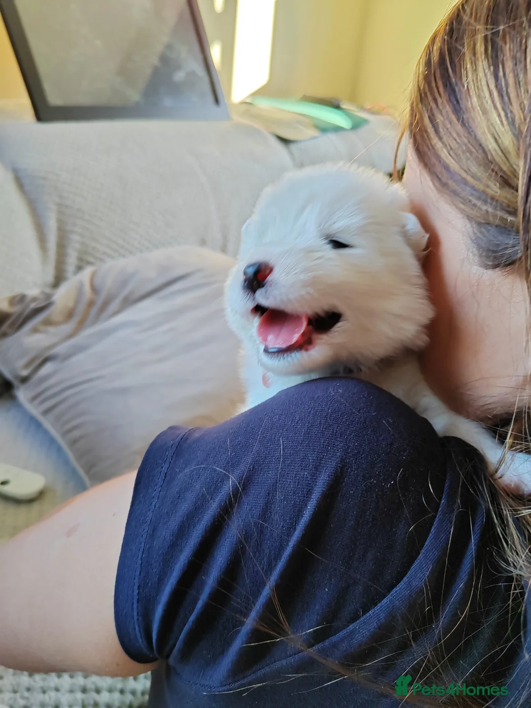 Samoyed dogs for stud: Purebred KC Registered SAMOYED Stud for Breeding  in Reading - Advert 16