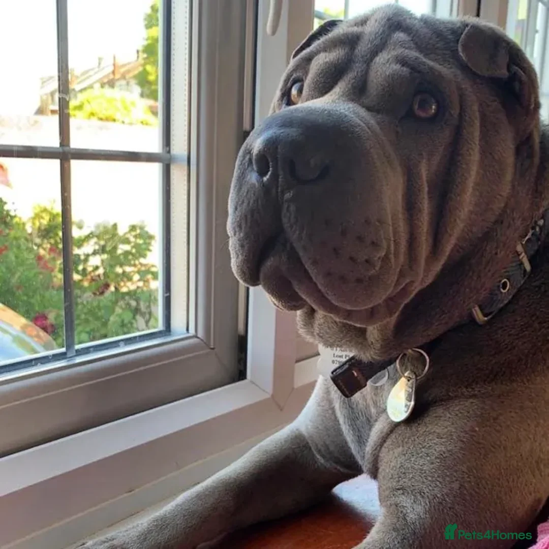 Shar Pei dogs for stud: Gus- Beautiful blue horse coat for stud in Billericay - Advert 7