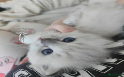 Ragdoll cats for sale: 🐾🌸GCCF Adorable purebred Ragdoll Kittens🌸🐾 - Image 14