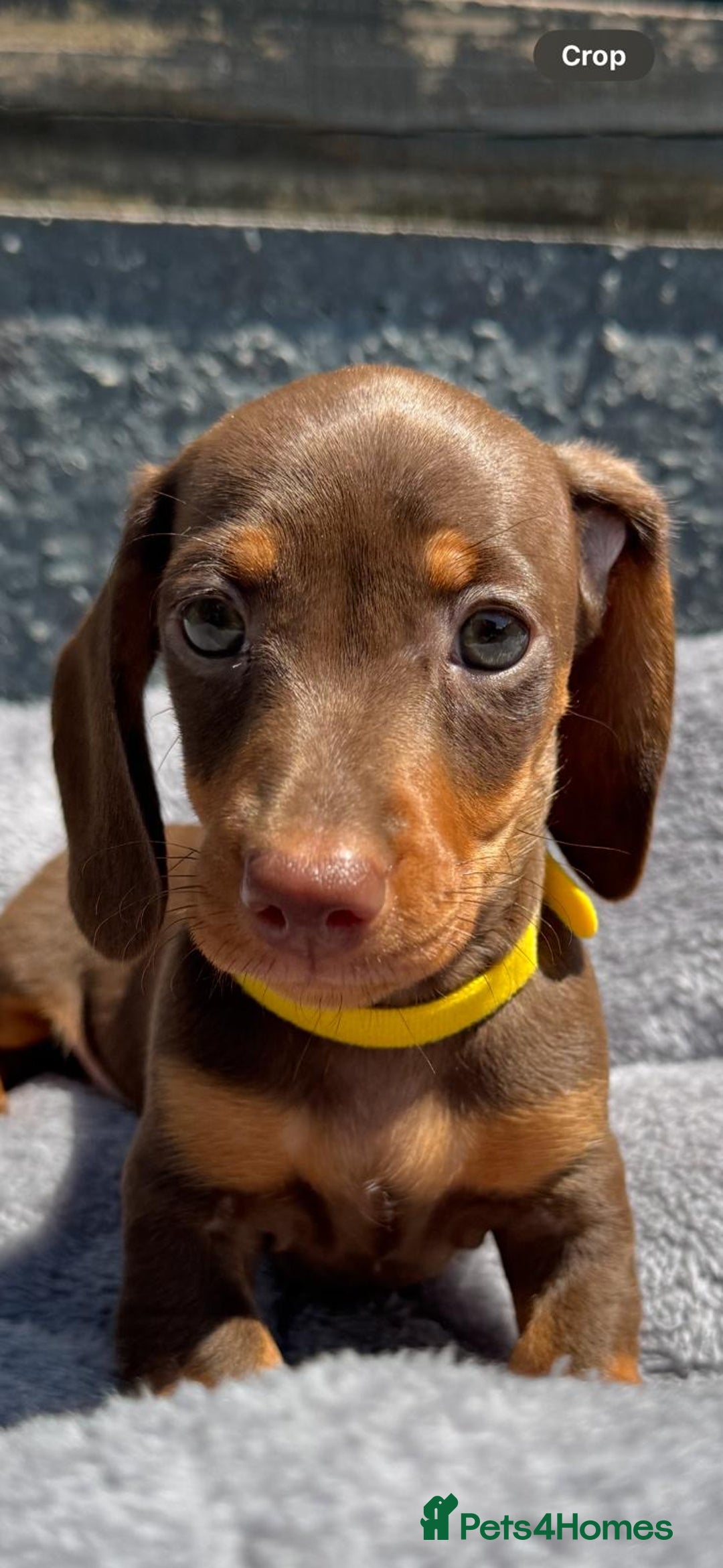 Miniature Dachshund dogs for sale: Kc mini dachshunds  - Image 5