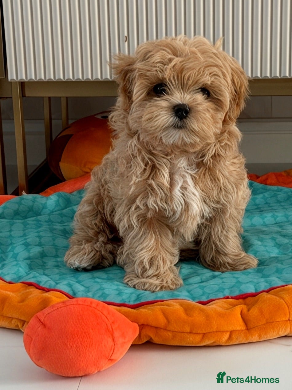 Maltipoo dogs 💎Last  Quality Asian Maltipoo DNA clear💎🧸   - Advert 14