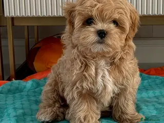Maltipoo dogs 💎Last Quality Asian Maltipoo DNA clear💎🧸 - Advert 14
