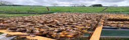 Mixed Breed invertebrates for sale: 6 Frame Overwintered National Nucleus of Bees 2027 - Advert 4