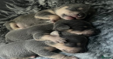 Jack Russell dogs - Advert 3