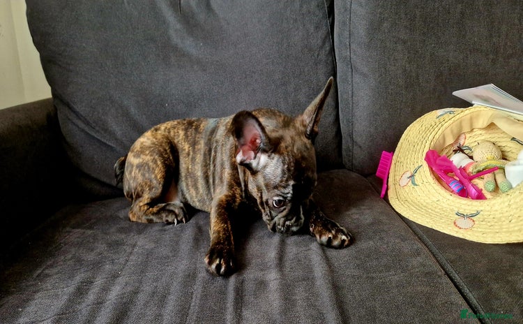 French Bulldog dogs in Bicester - Advert 11