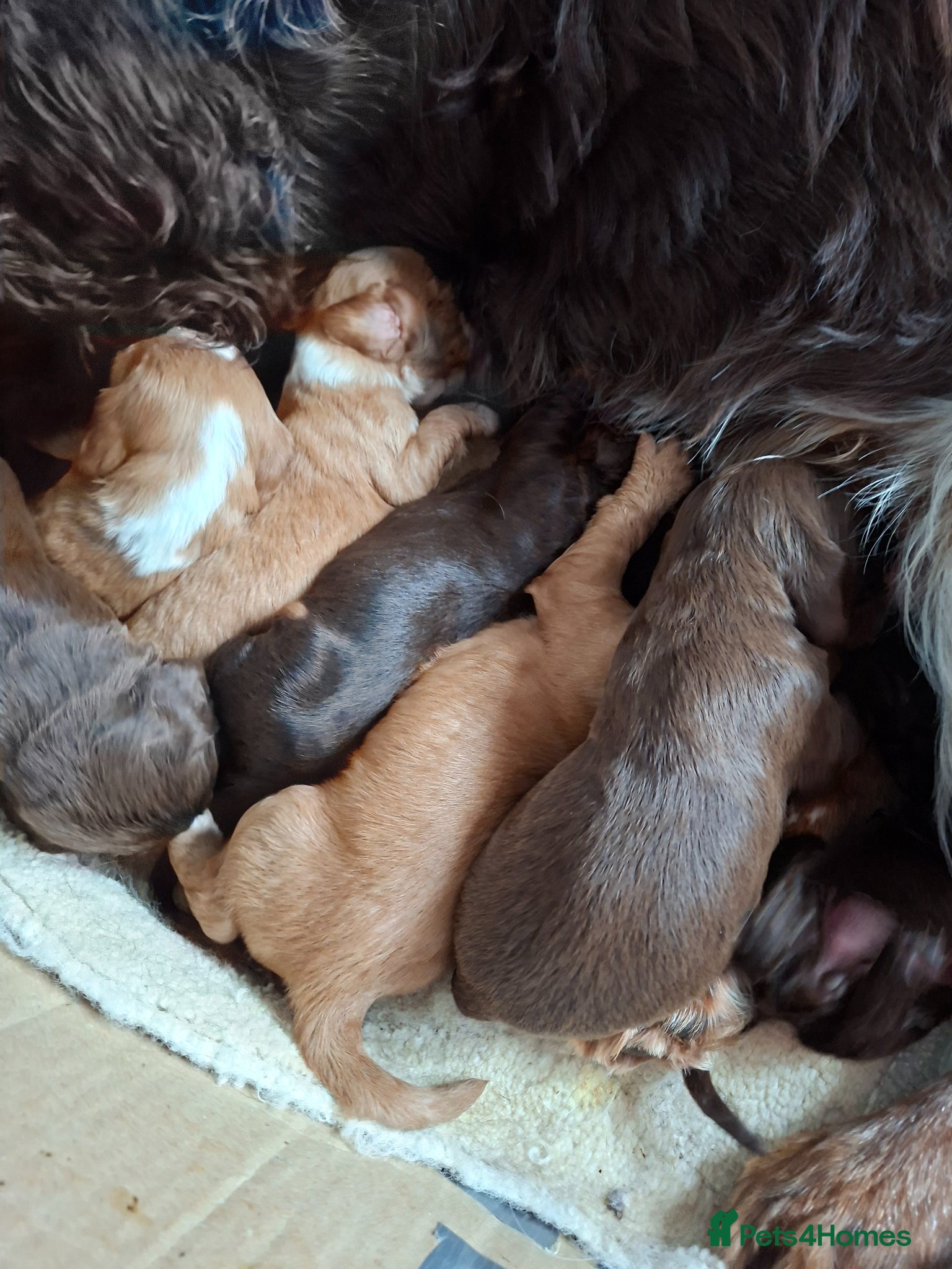 Cocker Spaniel dogs for sale: Cocker spaniel puppies  - Advert 8
