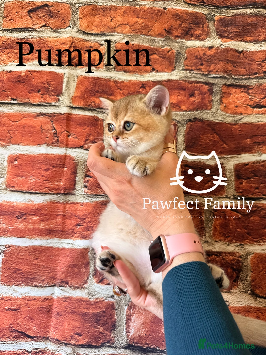 British Shorthair cats for sale: Superb pedigree show quality kittens - Image 21