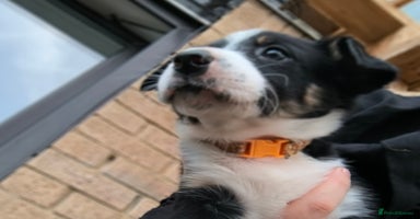 Border Collie dogs - Advert 2