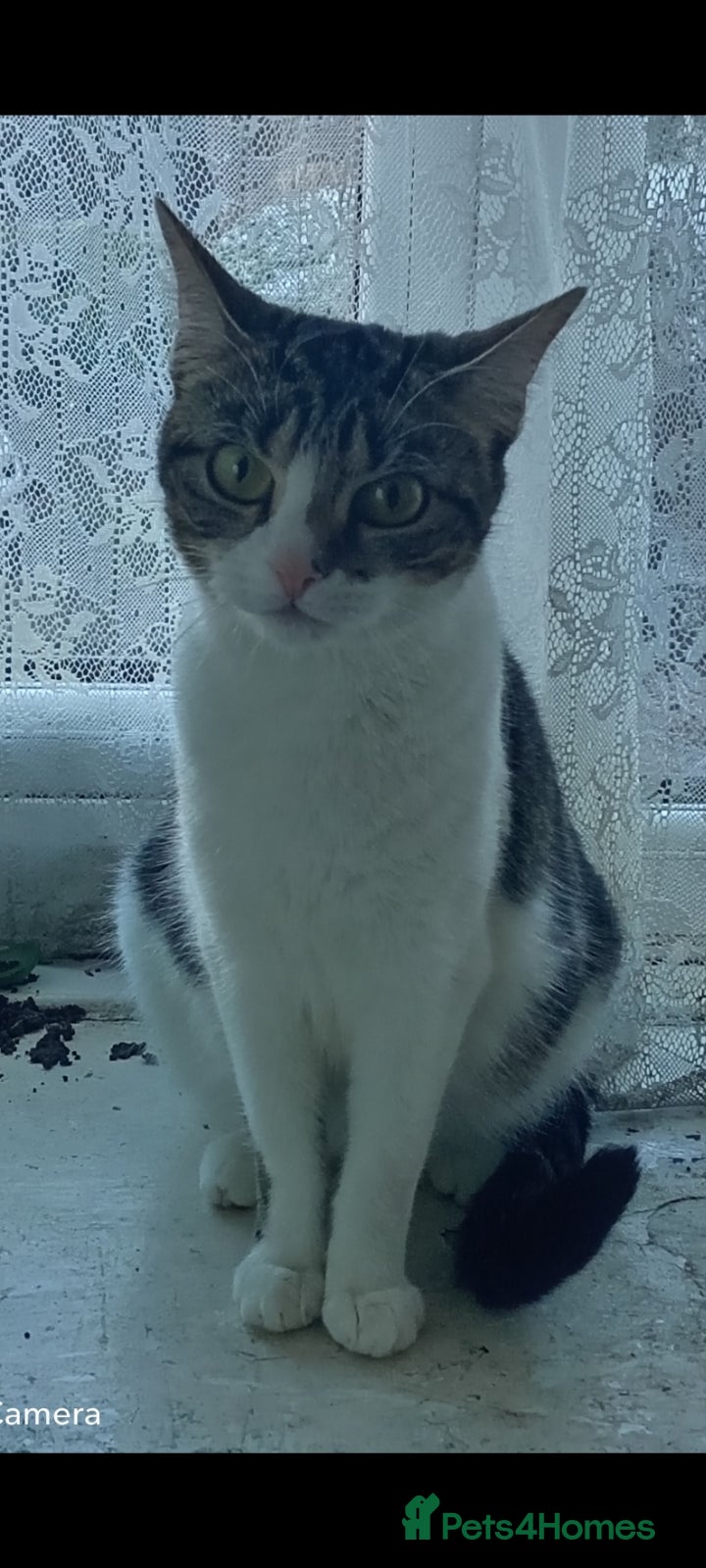 British Shorthair cats Lovely cat - Advert 2