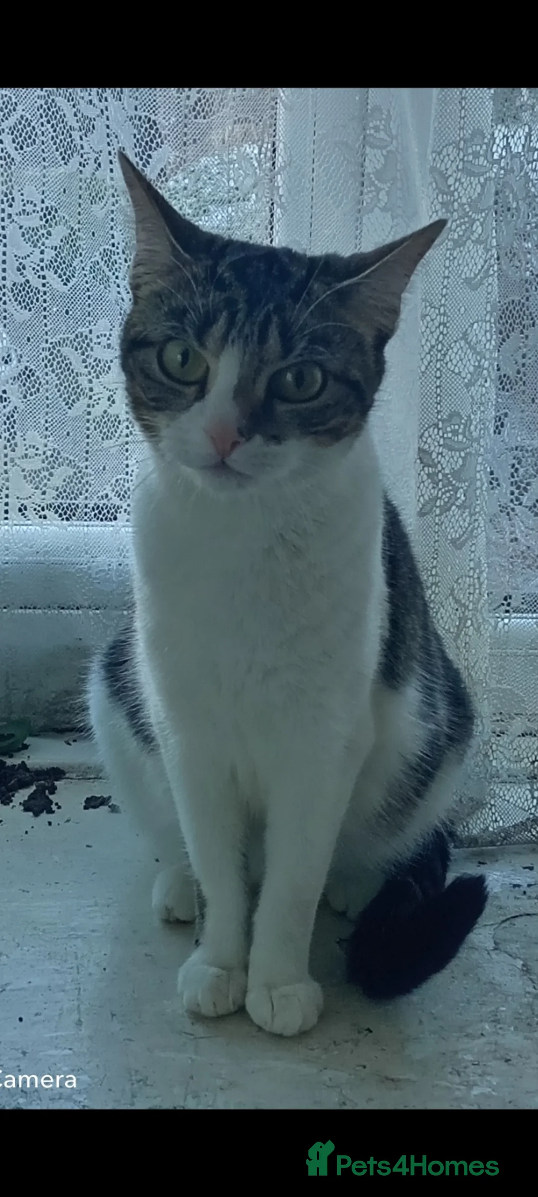 British Shorthair cats for sale: Lovely cat - Advert 1