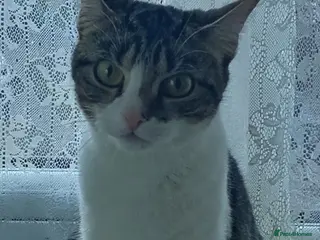 British Shorthair cats Lovely cat - Advert 2