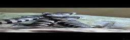 Skink reptiles for sale: Proven Female pink tounge skink - Advert 2